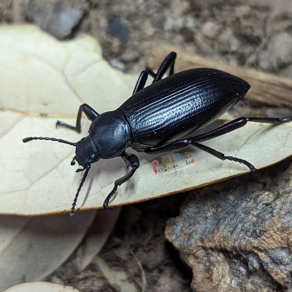 Eleodes Hispilabris Texas Cbb Pet Pedes And Pods