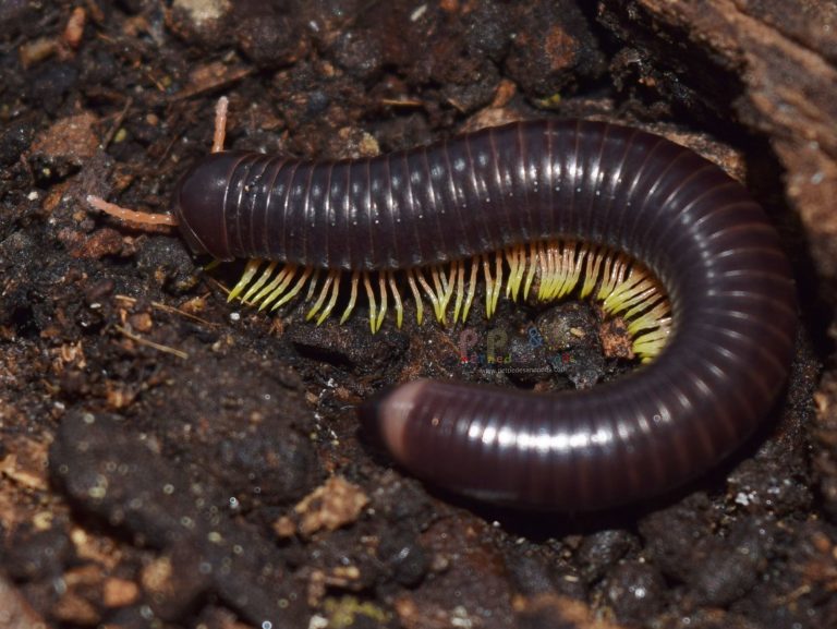 Flameleg Millipede – Pet Pedes and Pods