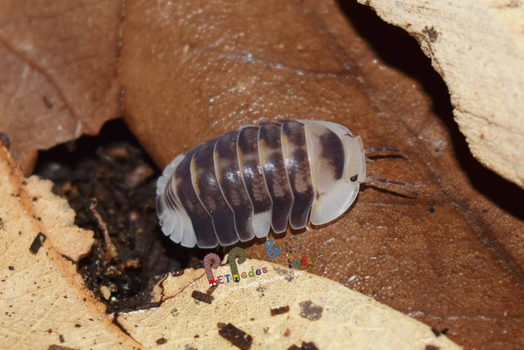 Cubaris “white Ducky” – Pet Pedes And Pods