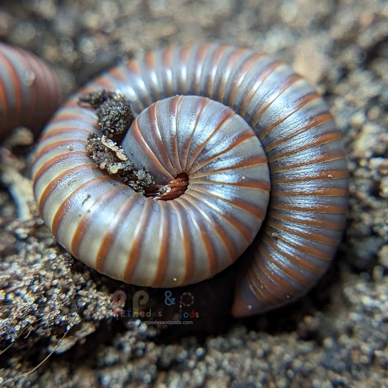 Thai Rainbow Millipede – Pet Pedes and Pods