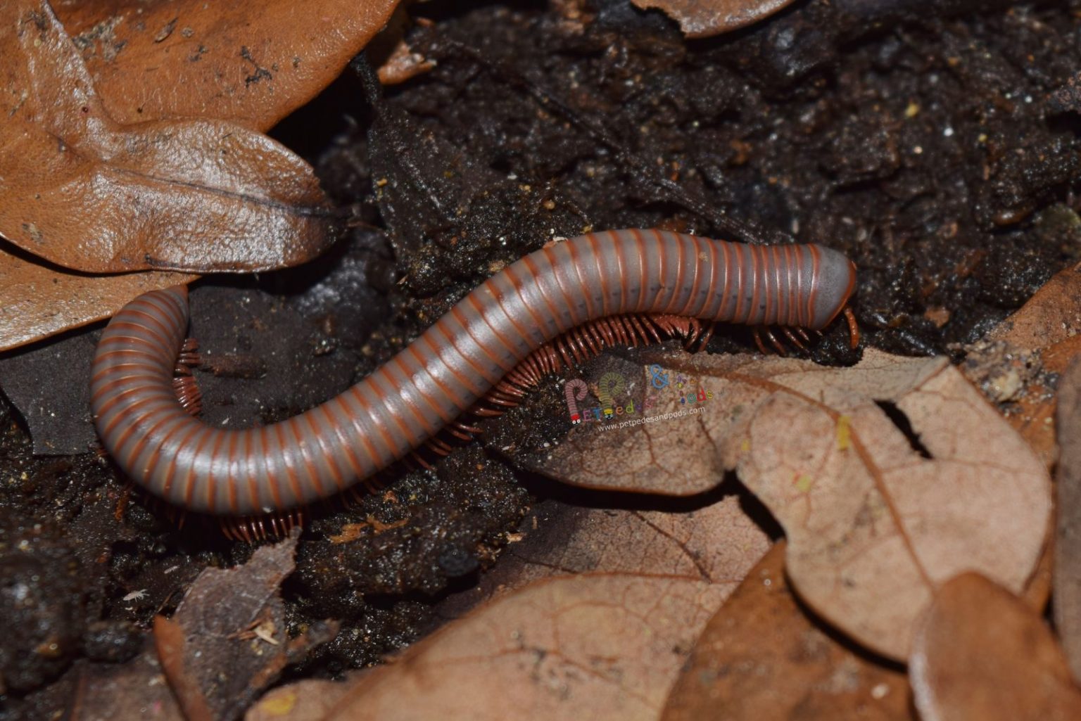 Thai Rainbow Millipede – Pet Pedes and Pods