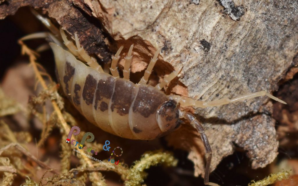 Porcellio laevis “Milkback” – Pet Pedes and Pods