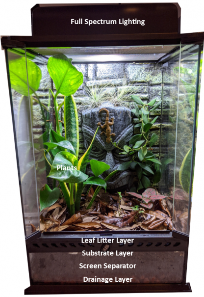 Building a Bioactive Vivarium – Pet Pedes and Pods