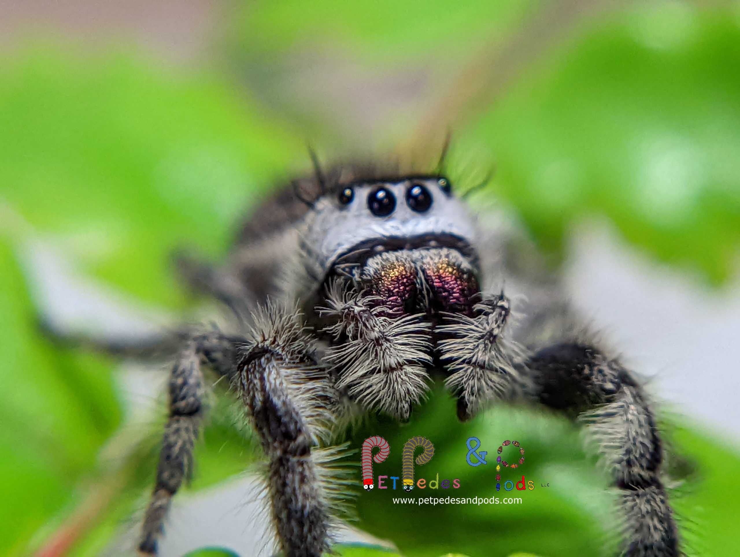 Jumping Spider Care Guide – Mainstream Arachnids
